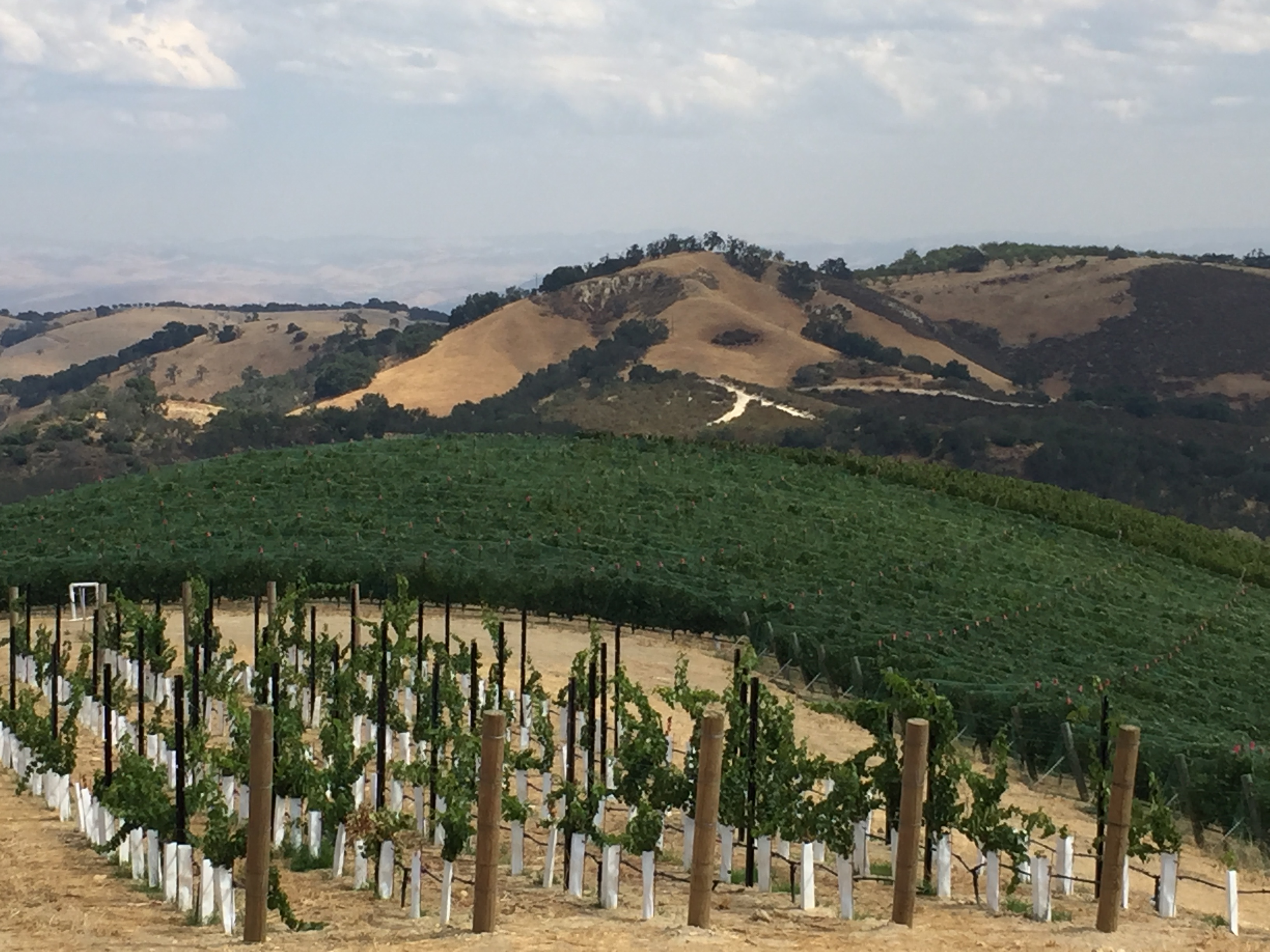 a vineyard with rolling hills in the background