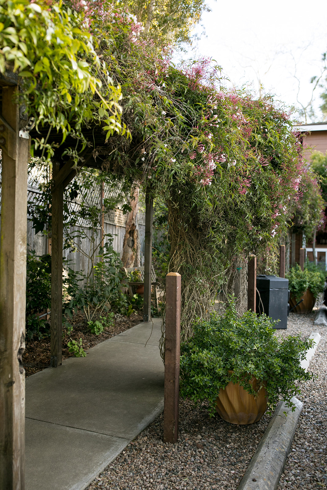 a wooden pergola with plants growing on it